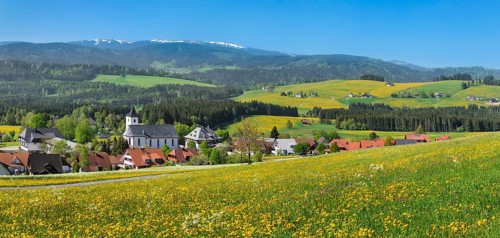 Blooming dandelion meadows with view from Breitnau to Feldberg