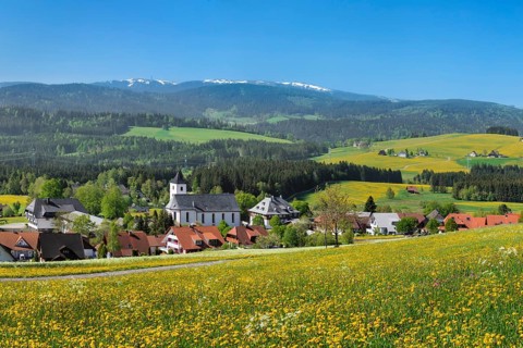 Blooming dandelion meadows with view from Breitnau to Feldberg
