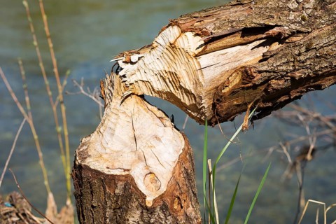 Beaver damage