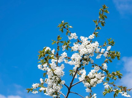 Blooming cherry tree