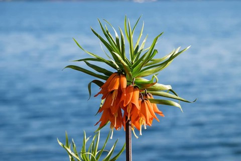 Crown imperial (Fritillaria imperialis)