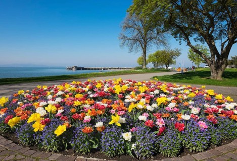 Tulips (Tulips) and forget-me-not (Myosotis sylvatica)
