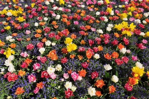 Tulips (Tulips) and forget-me-not (Myosotis sylvatica)