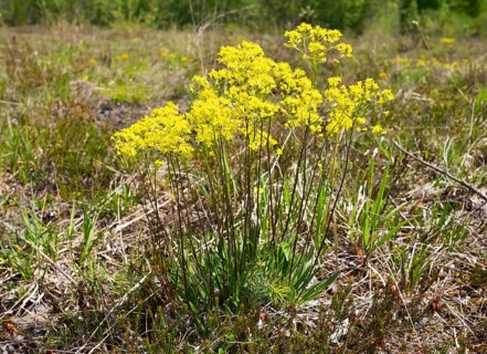 Buckler-mustard (Biscutella laevigata)