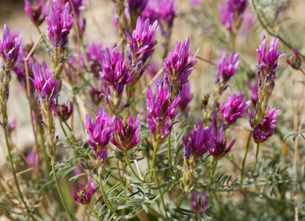Astragalus onobrychis (Astragalus onobrychis)