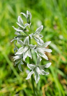 Star-of-Bethlehem (Ornithogalum boucheanum)