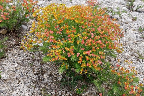 Cypress Spurge (Euphorbia cyparissias) on gravelbank