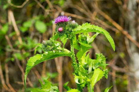 Barnacles Ring thistle
