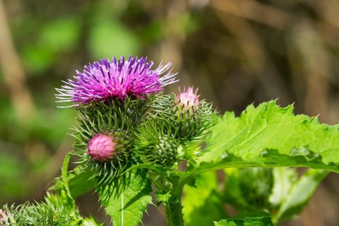 Barnacles Ring thistle