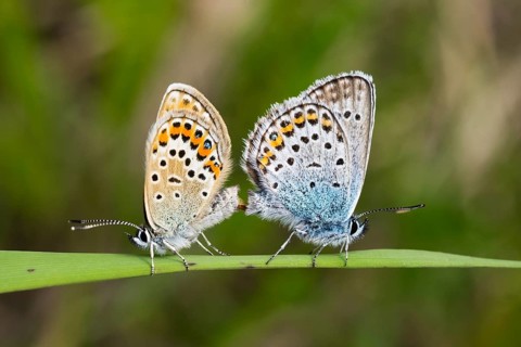 Silver-studded blue (Plebejus argus) butterflies mating
