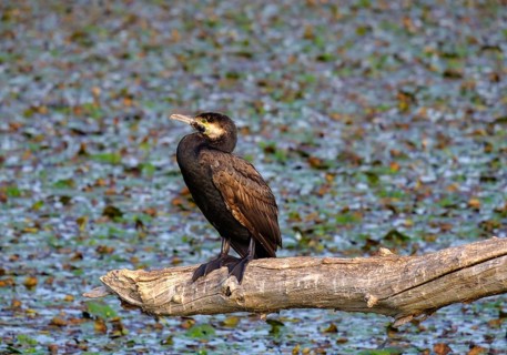 Great cormorant (Phalacrocorax carbo) sits on branch