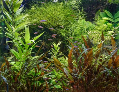 Densely planted tropical freshwater aquarium