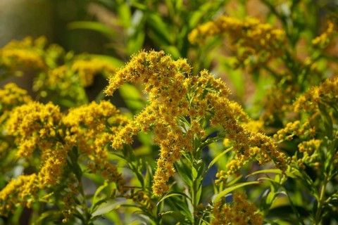 Flowers of tall goldenrod (Solidago gigantea)