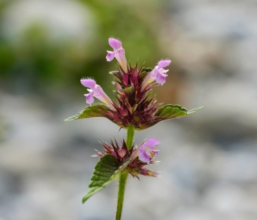 Hedge woundwort (Stachys sylvatica)