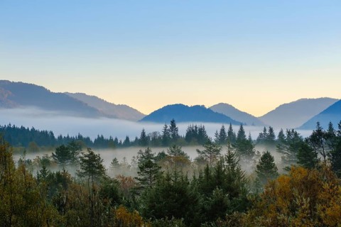 Morning fog in the floodplain forest