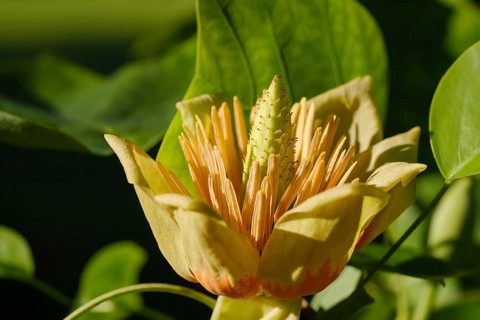 Flower from tulip tree (Liriodendron tulipifera)