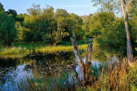 Altwasser der Isar