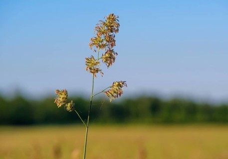 Inflorescence