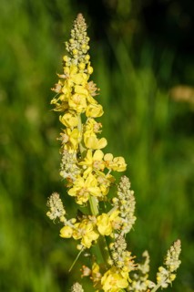 Moth mullein (Verbascum lychnitis)
