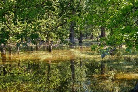 Flooded floodplain forest at high water