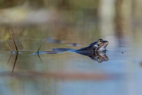 Moor frog (Rana arvalis) in water