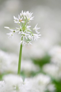 Blooming wild garlic (Allium ursinum)