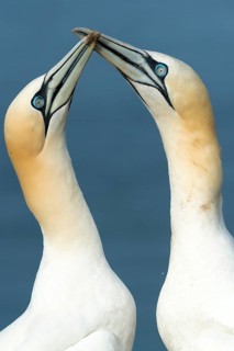 Two Northern Gannets (Sula bassana)