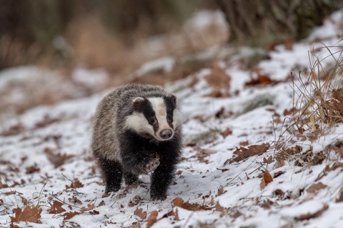 European badger (Meles meles) runs in snow