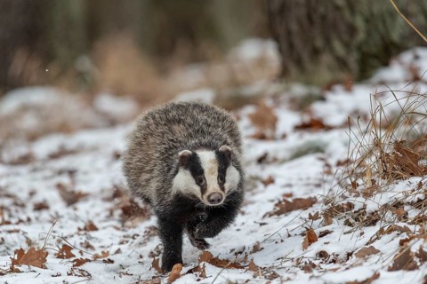 European badger (Meles meles) runs in snow
