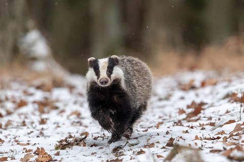 European badger (Meles meles) runs in snow