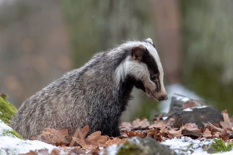 European badger (Meles meles)