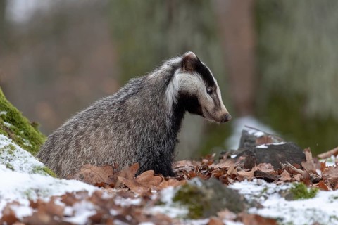 European badger (Meles meles)