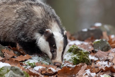 European badger (Meles meles)