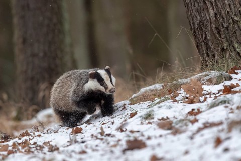 European badger (Meles meles) runs in snow