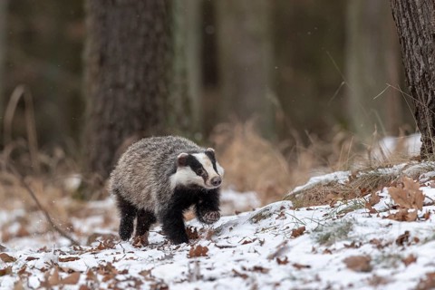 European badger (Meles meles) runs in snow