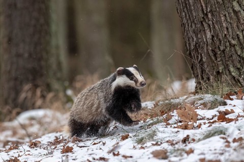 European badger (Meles meles) runs in snow
