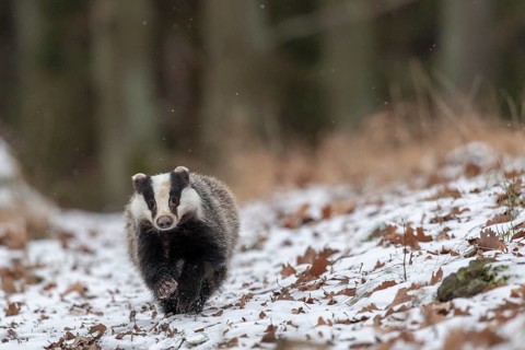 European badger (Meles meles) runs in snow