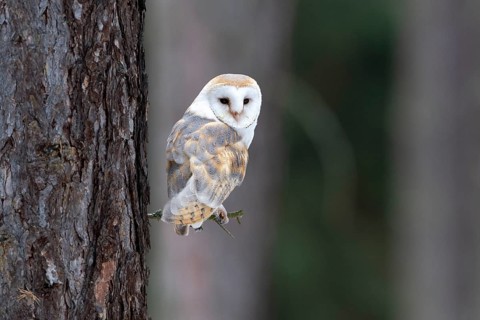 Common barn owl (Tyto alba) sits on twig