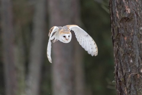 Common barn owl (Tyto alba) in flight
