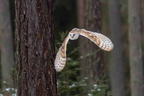 Common barn owl (Tyto alba) in flight