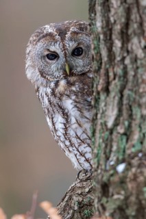 Tawny owl (Strix aluco) sits on branch