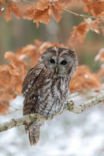 Tawny owl (Strix aluco) sits on branch