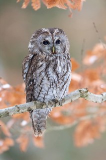 Tawny owl (Strix aluco) sits on branch