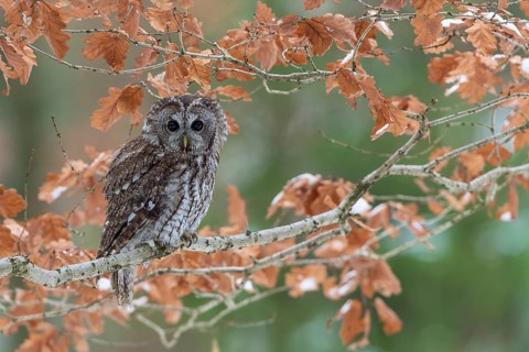 Tawny owl (Strix aluco) sits on branch