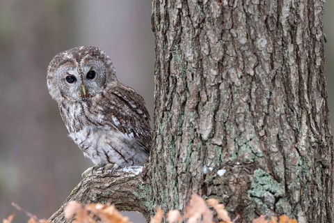 Tawny owl (Strix aluco) sits on branch