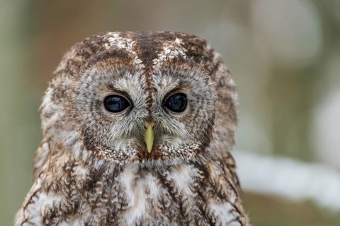 Tawny owl (Strix aluco)
