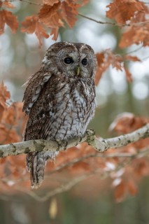 Tawny owl (Strix aluco) sits on branch