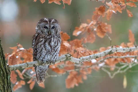 Tawny owl (Strix aluco) sits on branch