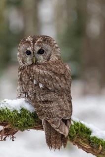 Tawny owl (Strix aluco) sits on branch