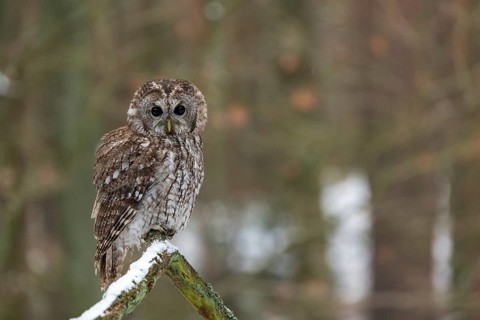 Tawny owl (Strix aluco) sits on branch